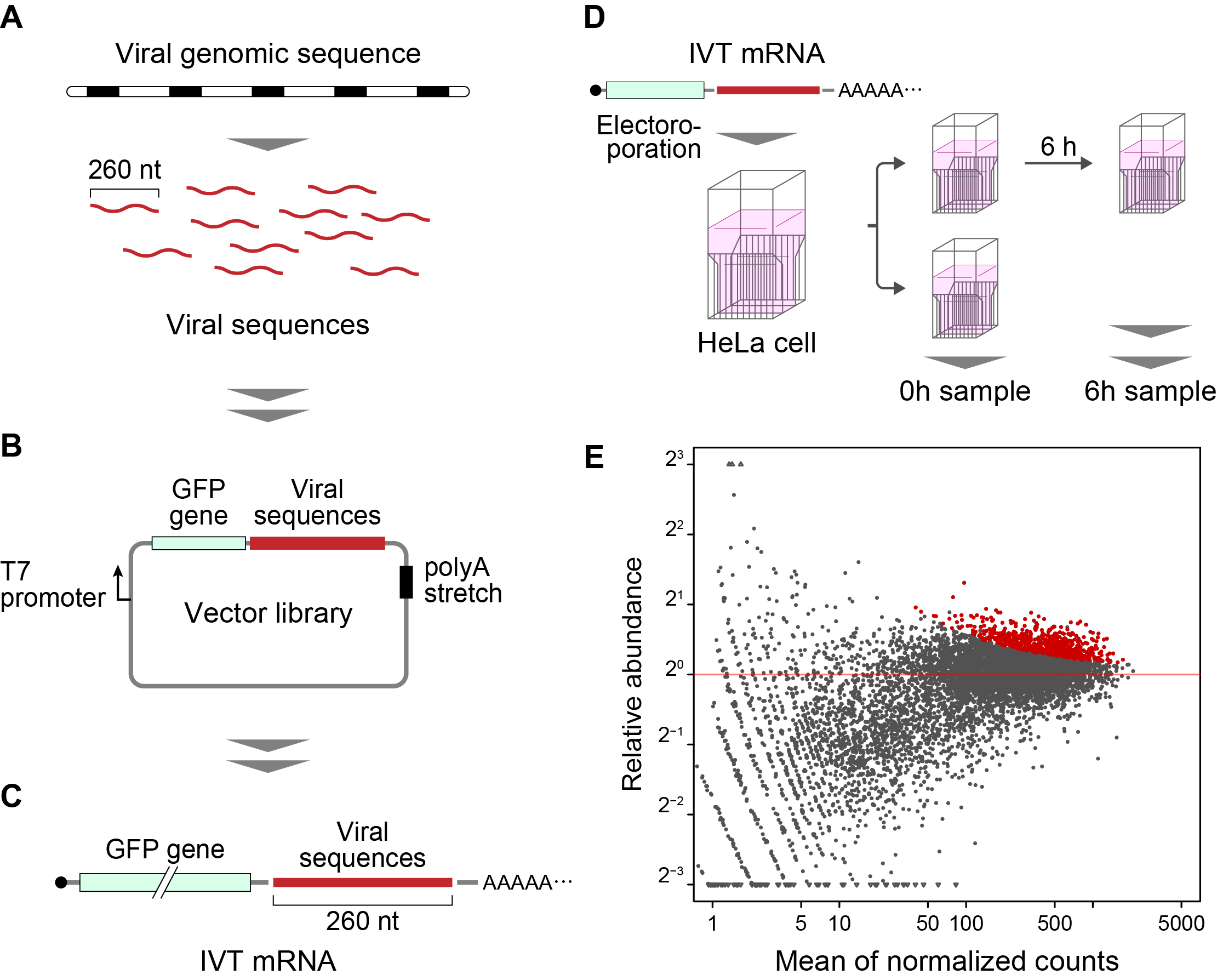 Identifying Coronavirus Virulence Factors for RNA Vaccine Development